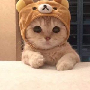 Meet your Posher, Aisha